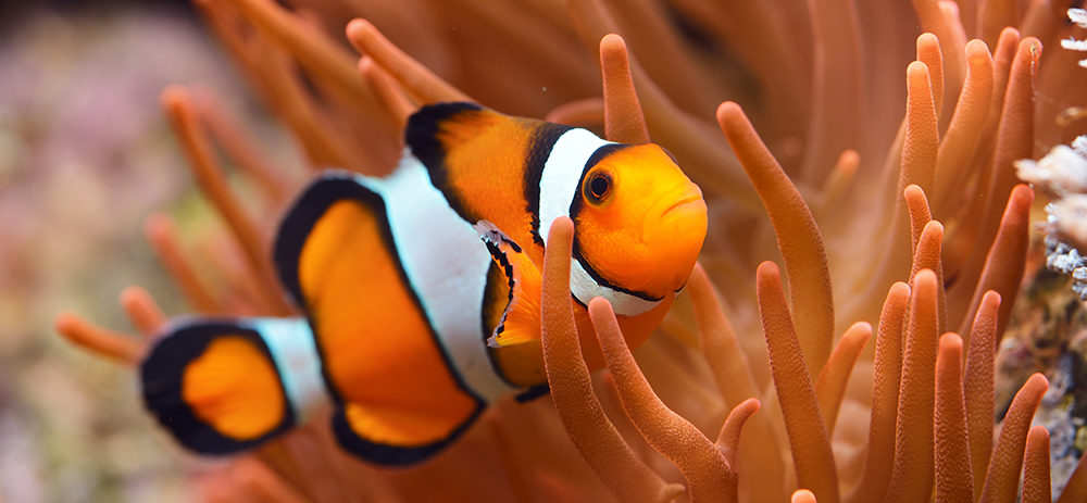 Clown fish