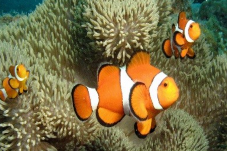 Clownfish