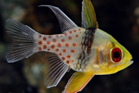 Pajama Cardinal Fish Care Guide