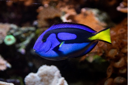 Regal Tang