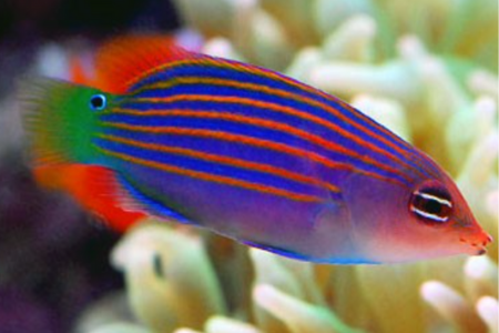 Sixline Wrasse