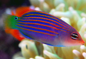 Sixline Wrasse Care Guide