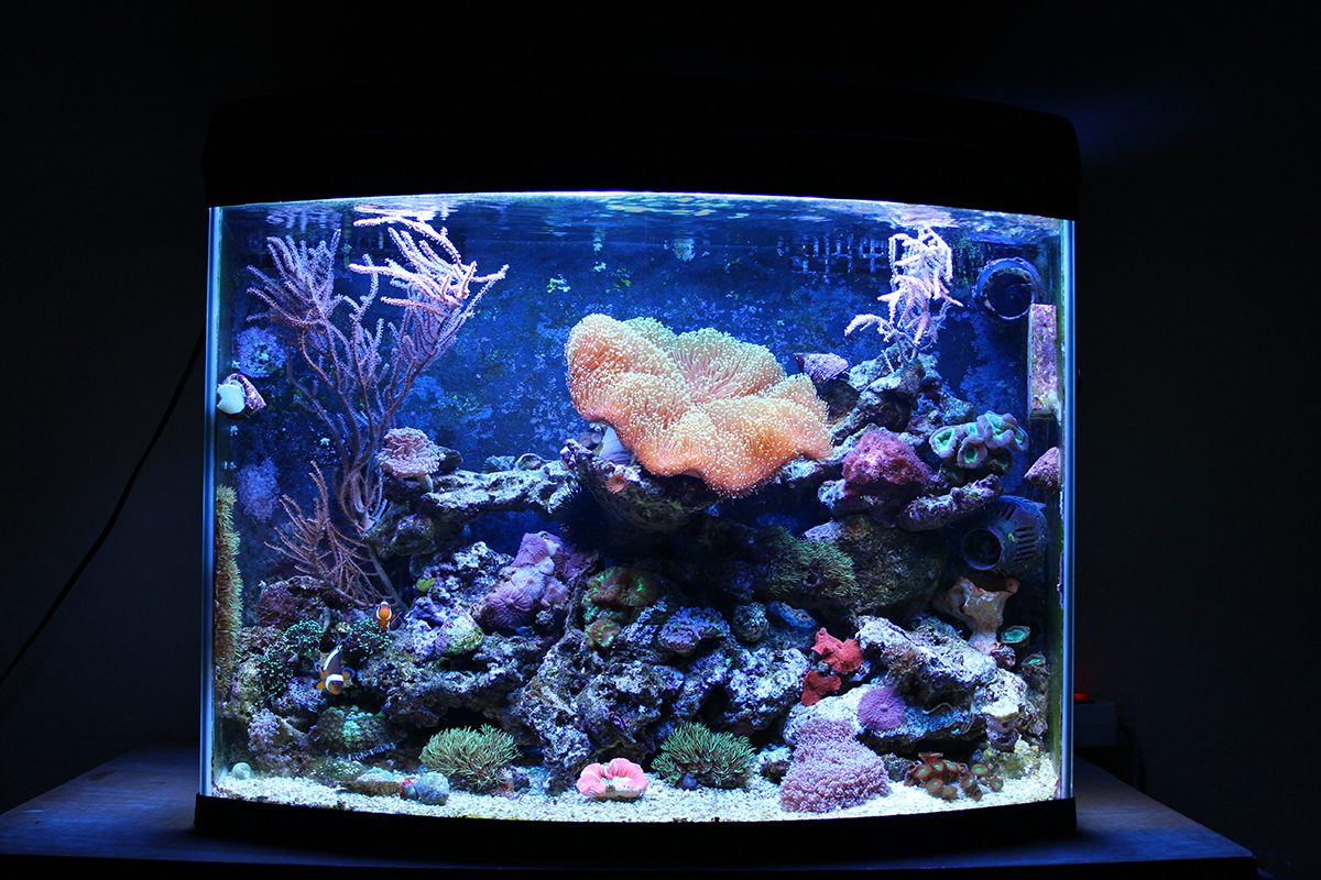 Why Choose a Nano Tank Perfect Saltwater Aquariums for Beginners_FINAL