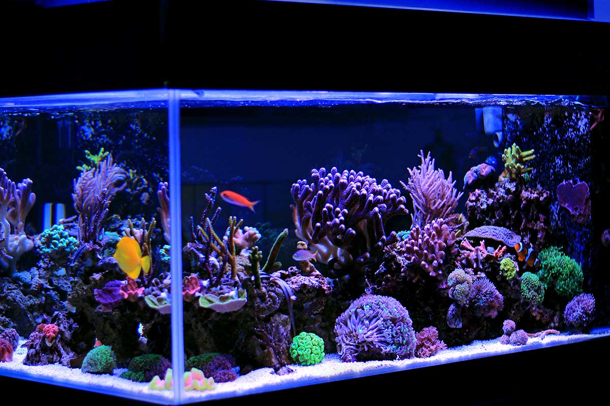Learn how to optimize your saltwater aquarium by incorporating custom filtration, coral propagation, and more!