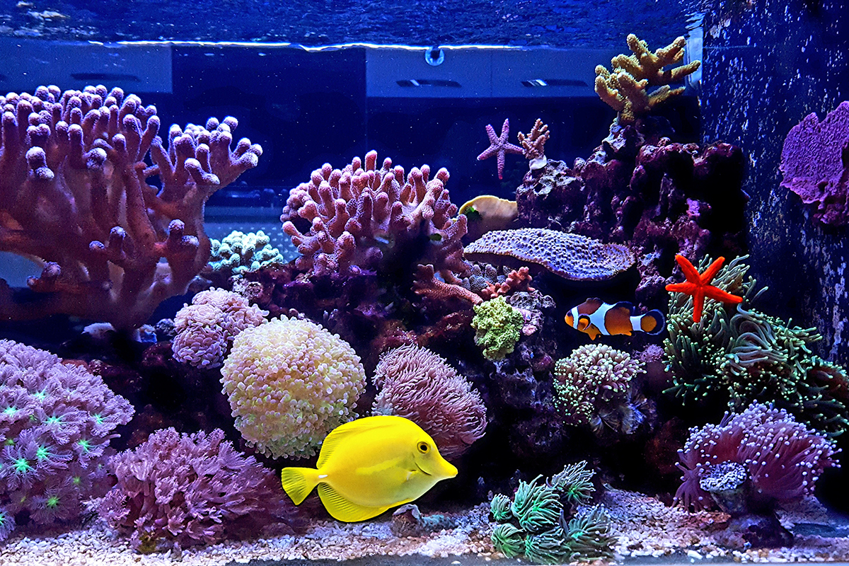 Fixing problems in a saltwater aquarium is easy to manage with a little know-how. 