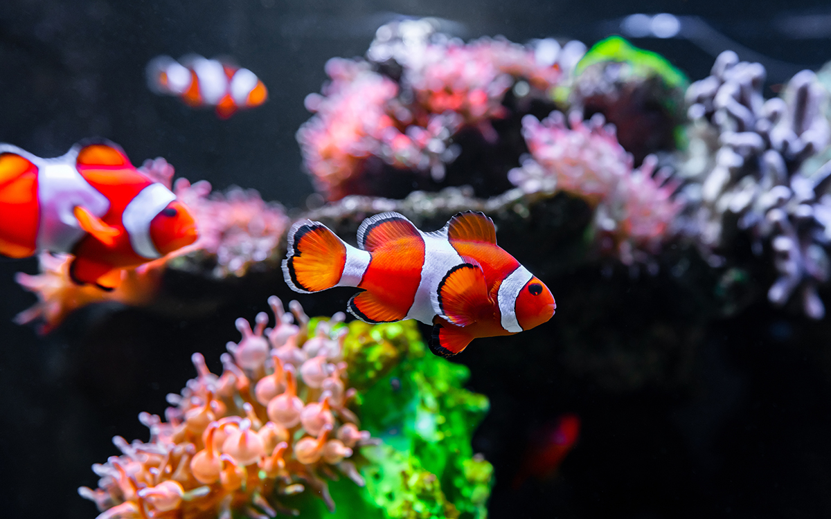 Avoid five common mistakes when setting up your saltwater aquarium to help keep your marine fish happy and healthy. 