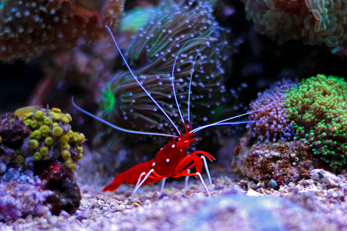 Not all your saltwater aquarium inhabitants eat the same foods. Learn how to feed fish, invertebrates, and coral in this blog.