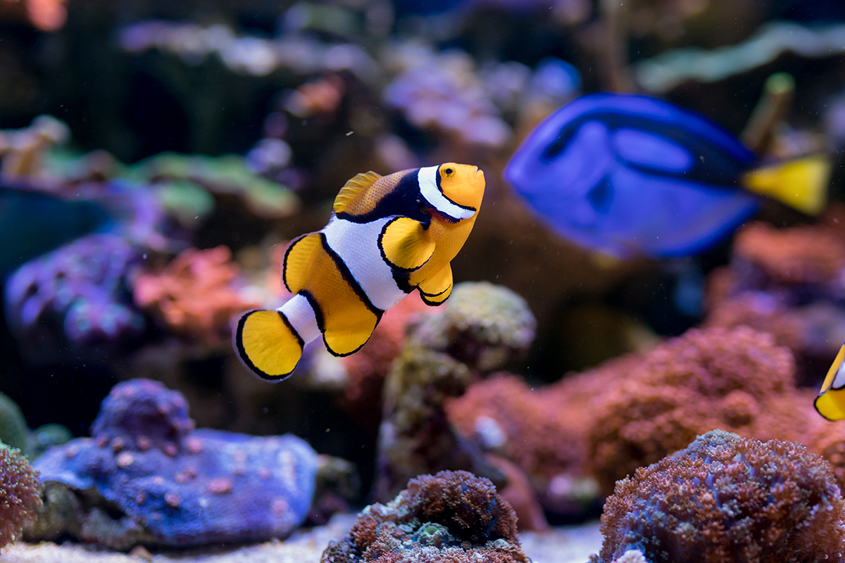 Setting up a reef tank takes time, but the beautiful fish and coral you