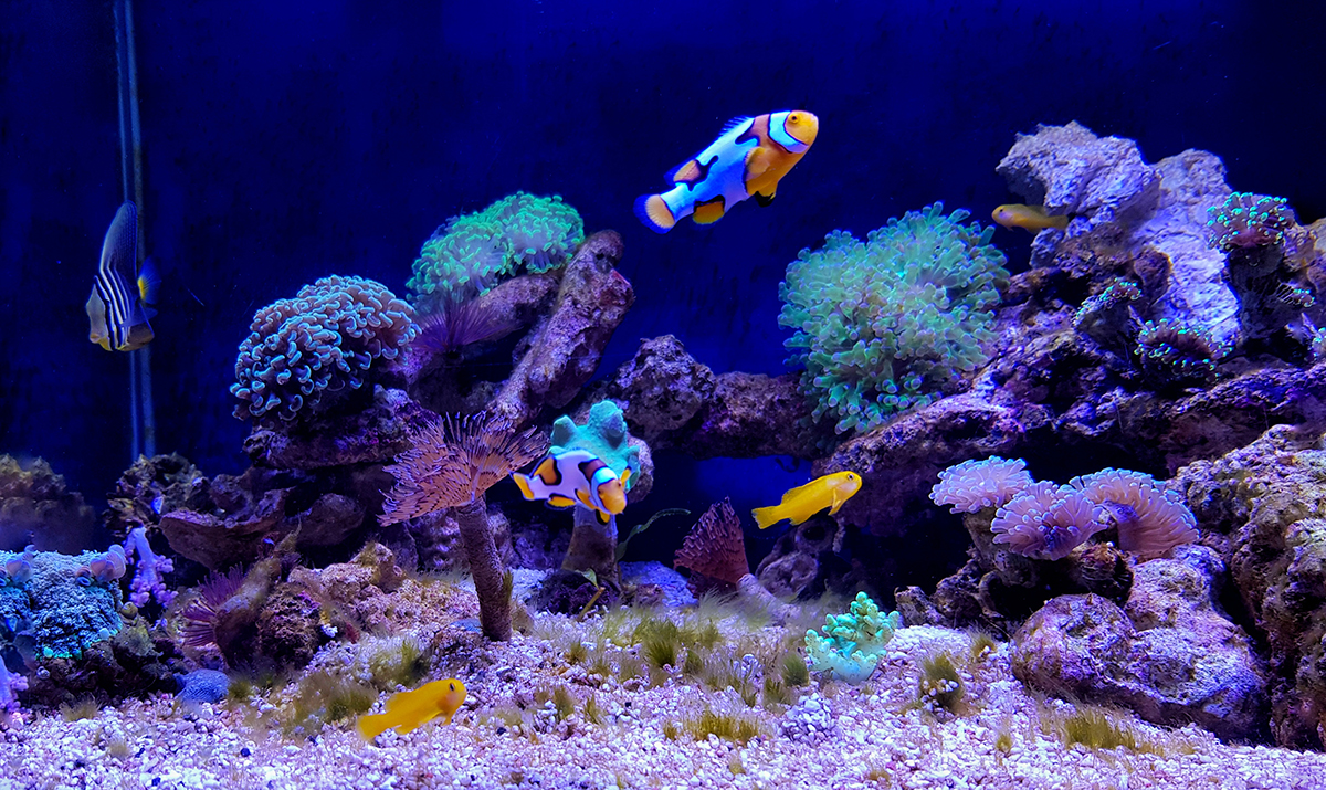 Cycling a saltwater tank when you