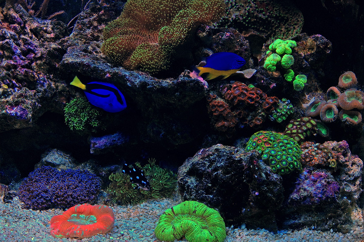 A nano tank requires a good filtration system to keep your fish and water quality healthy.