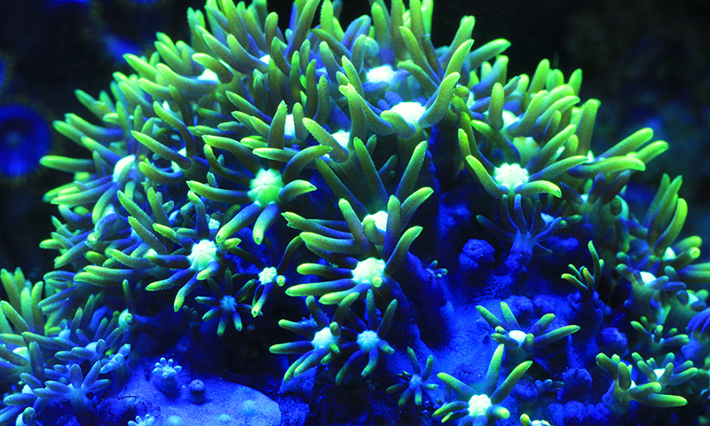 green-star-polyp
