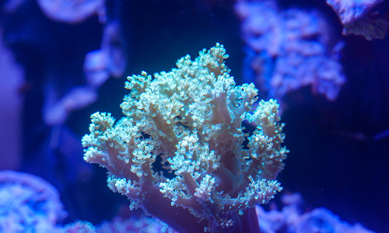 kenya-tree-coral