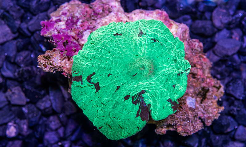 mushroom-anemones