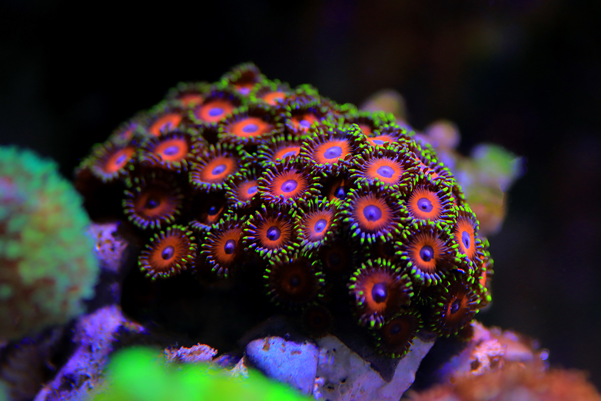 Choosing the right corals for your nano tank doesn