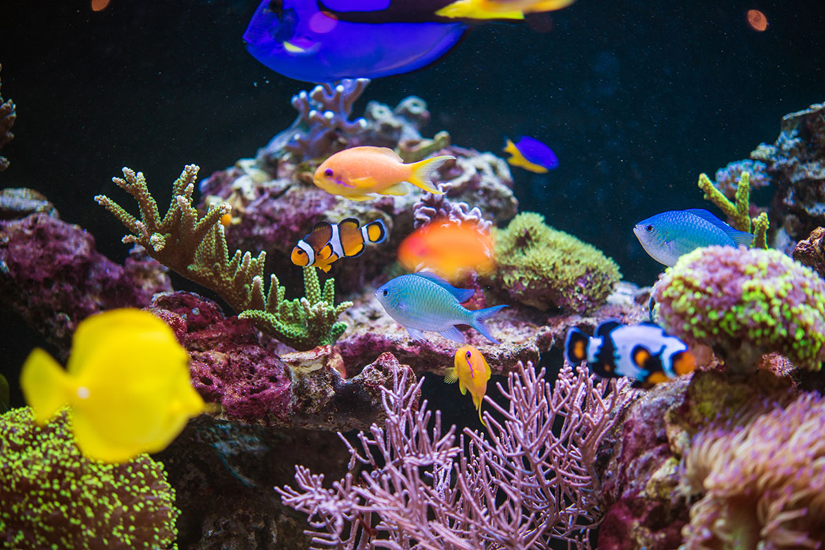 Performing regular water tests are essential to maintaining a healthy balance in your aquatic ecosystem. 