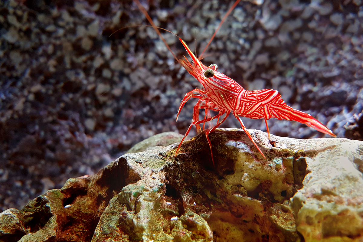 Peppermint shrimp are a great invertebrate choice for a nano reef tank. 