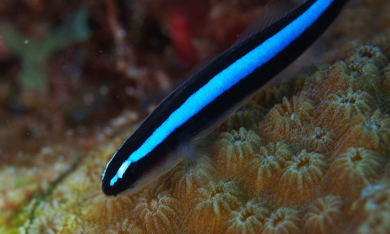 neon-goby