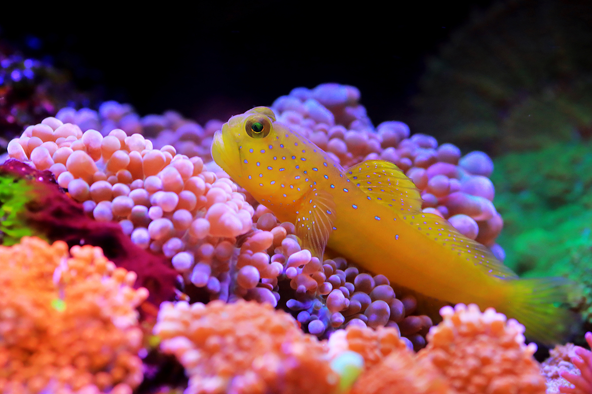 Choosing the right fish for your new salt-water tank is more important than you think.