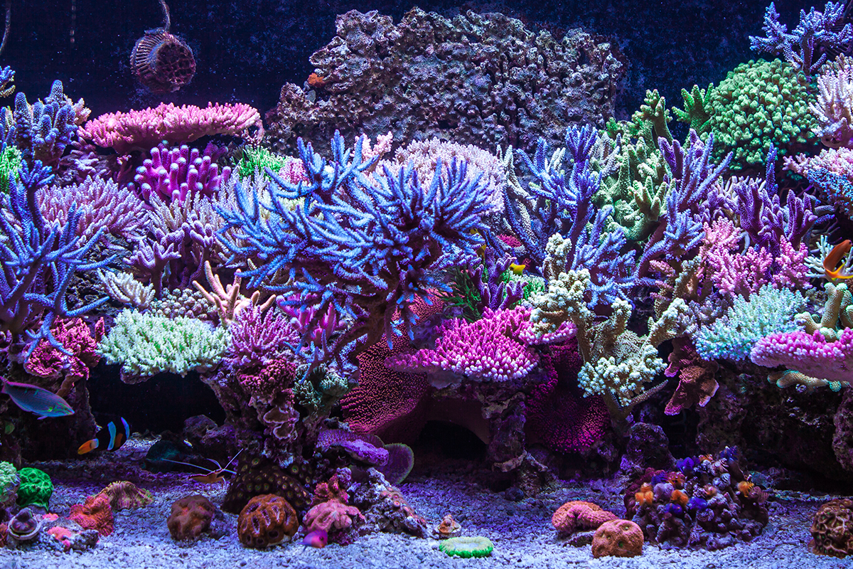 LED lighting can help encourage coral growth and maintain coral health in your saltwater tank. 